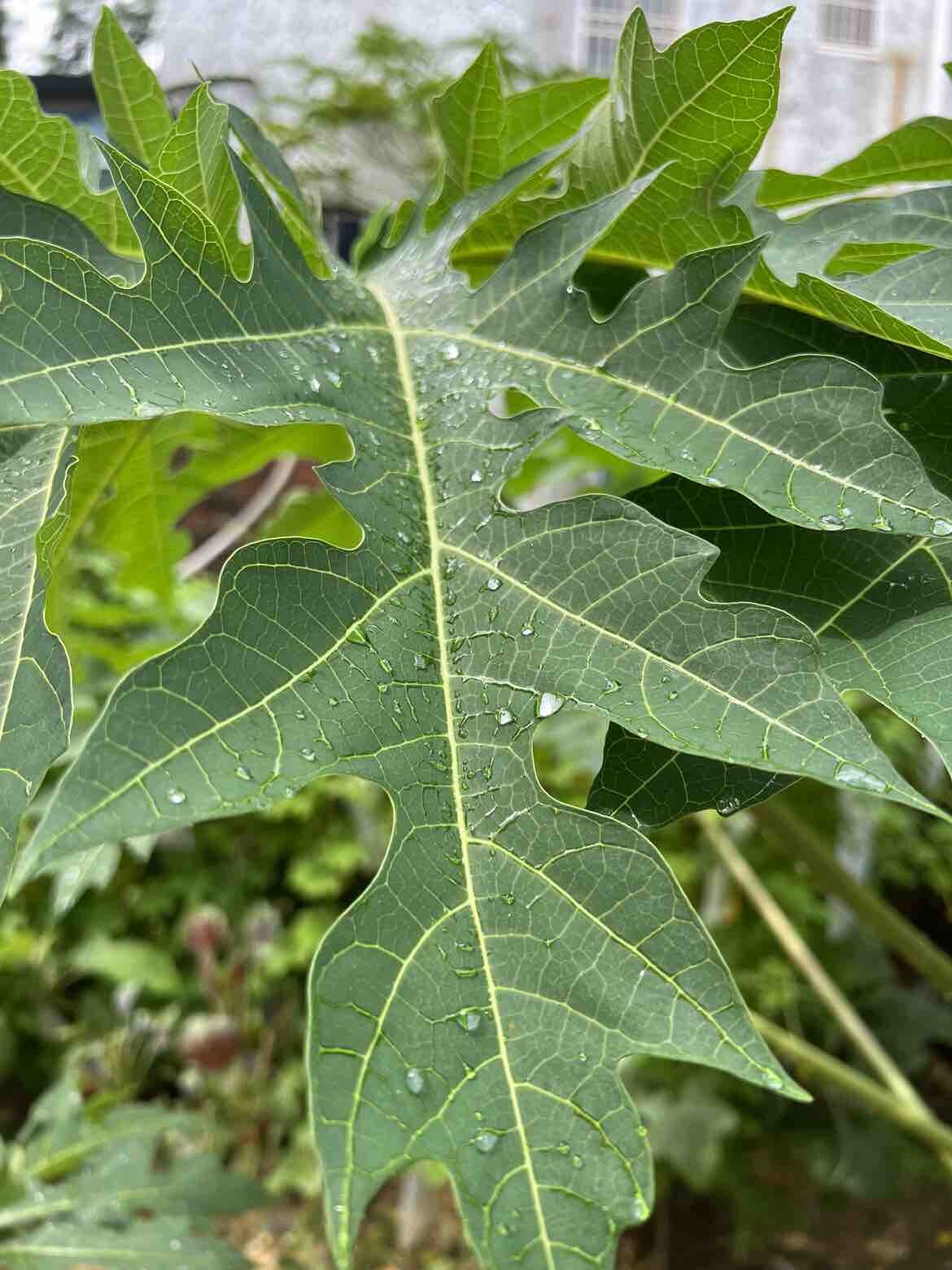 7月～