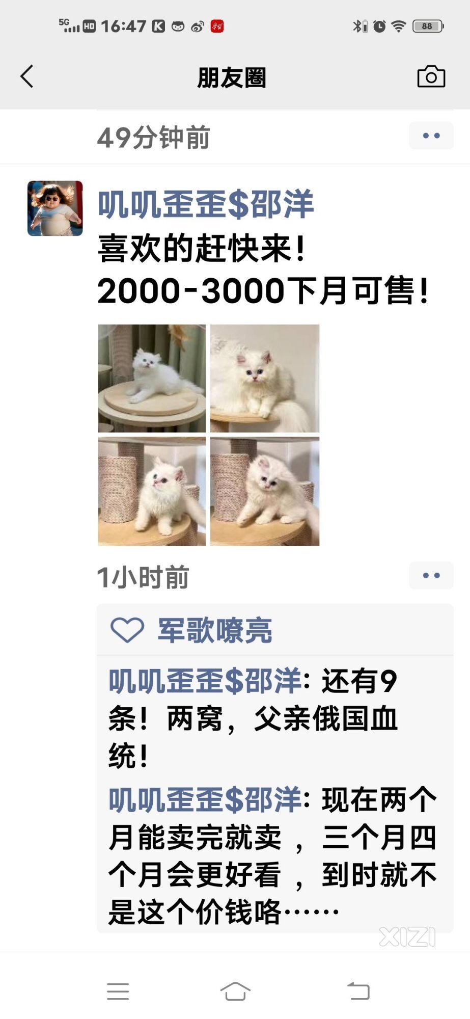 喵喵出没，请注意！！！