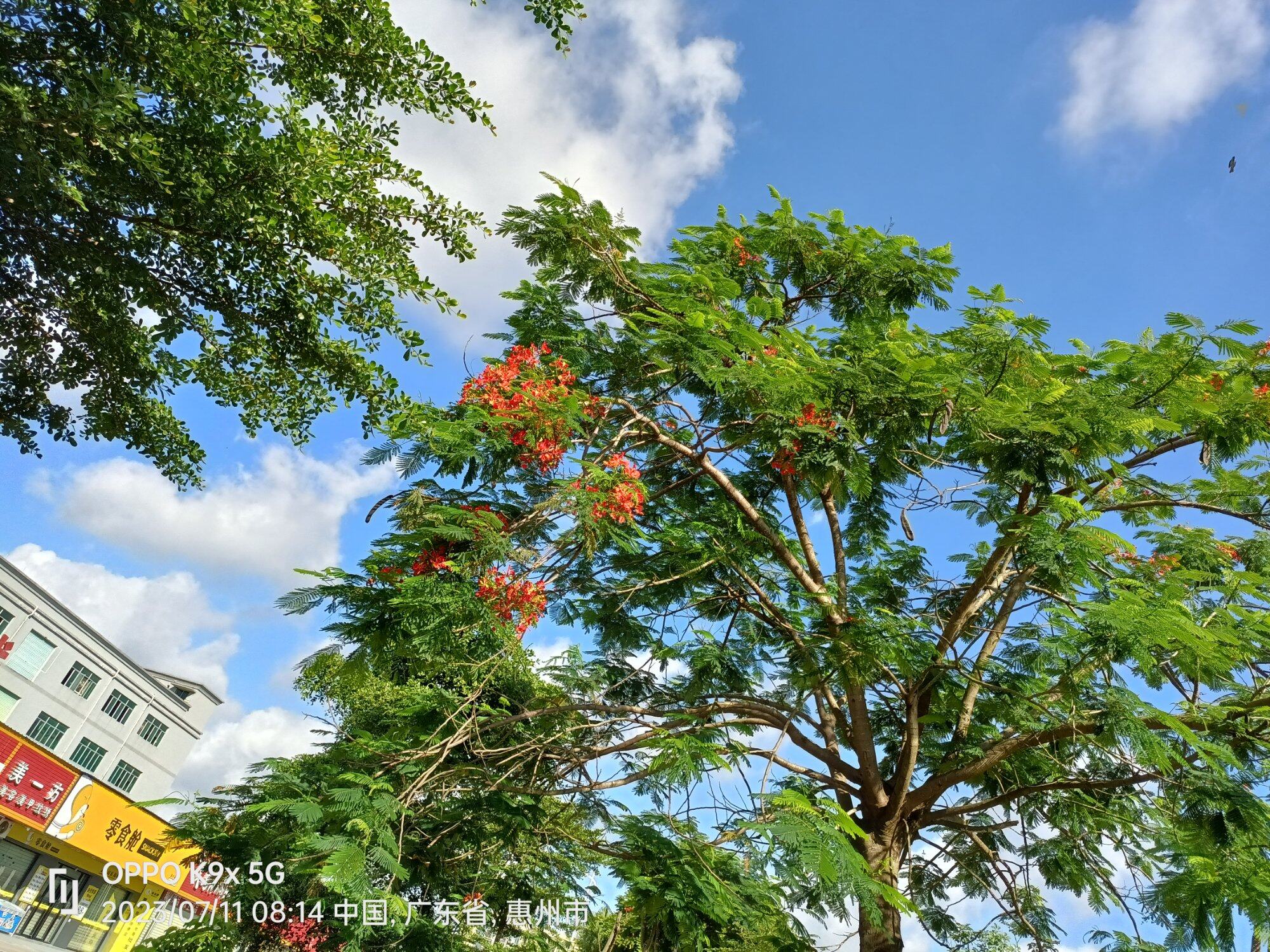 好美的[小红花]凤凰树花……