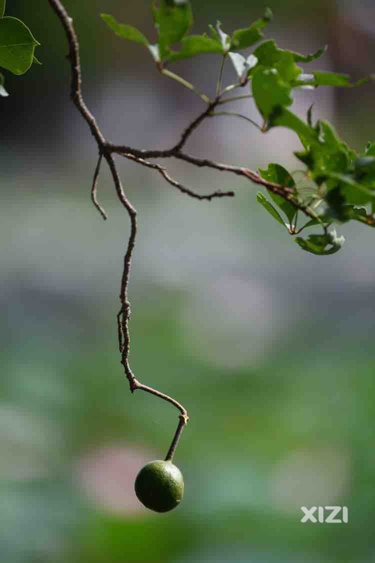 丰渚园拍的果果，不知道叫什么名字