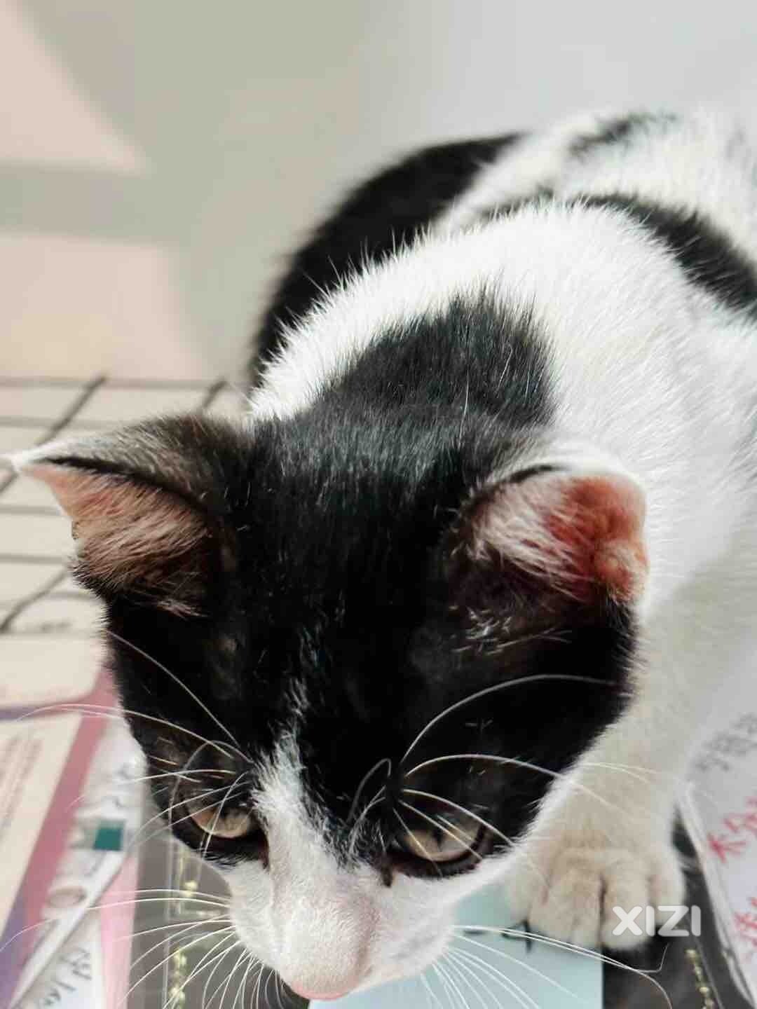 奶牛猫送养