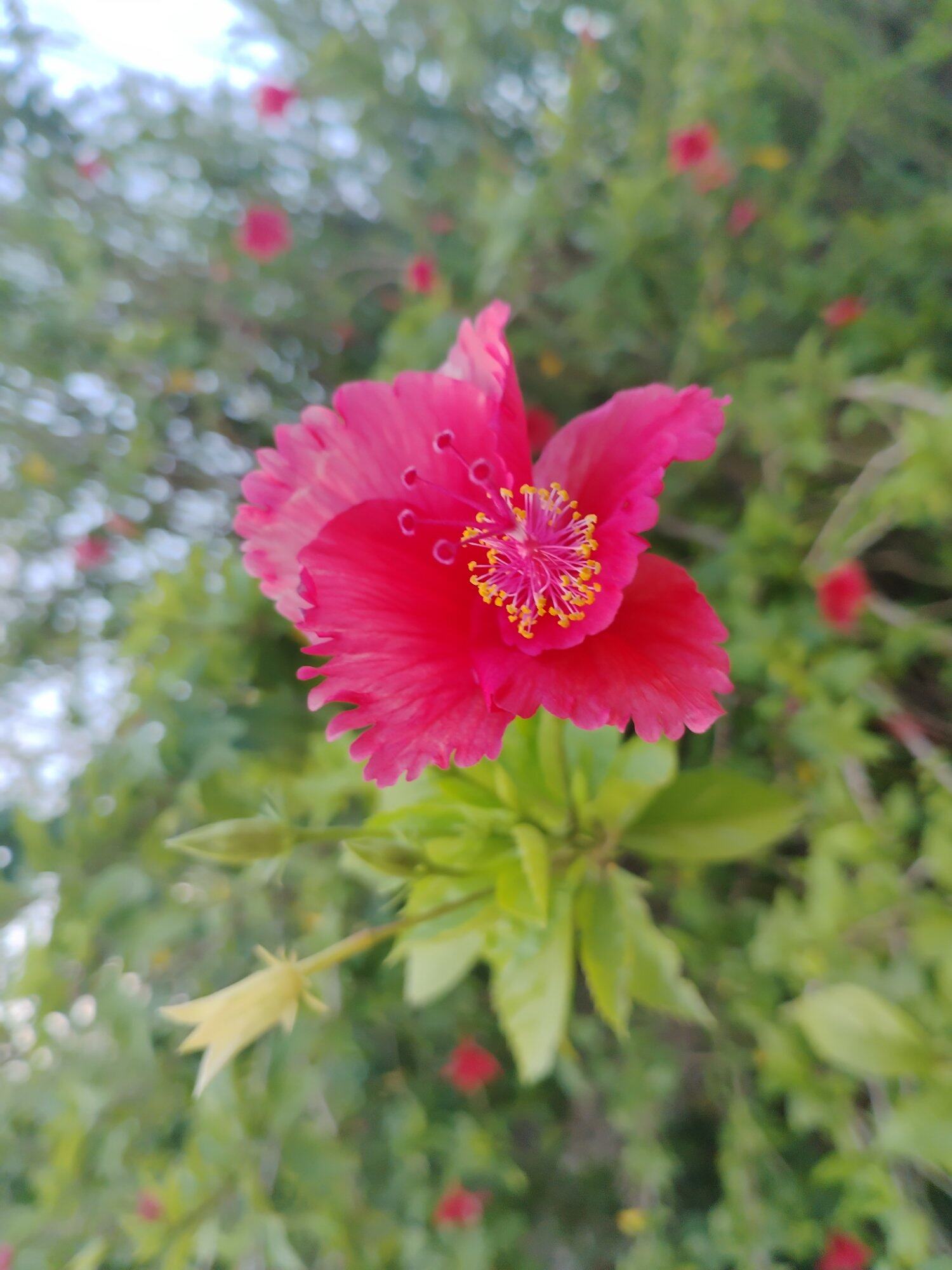 当季的文字，似花，绽