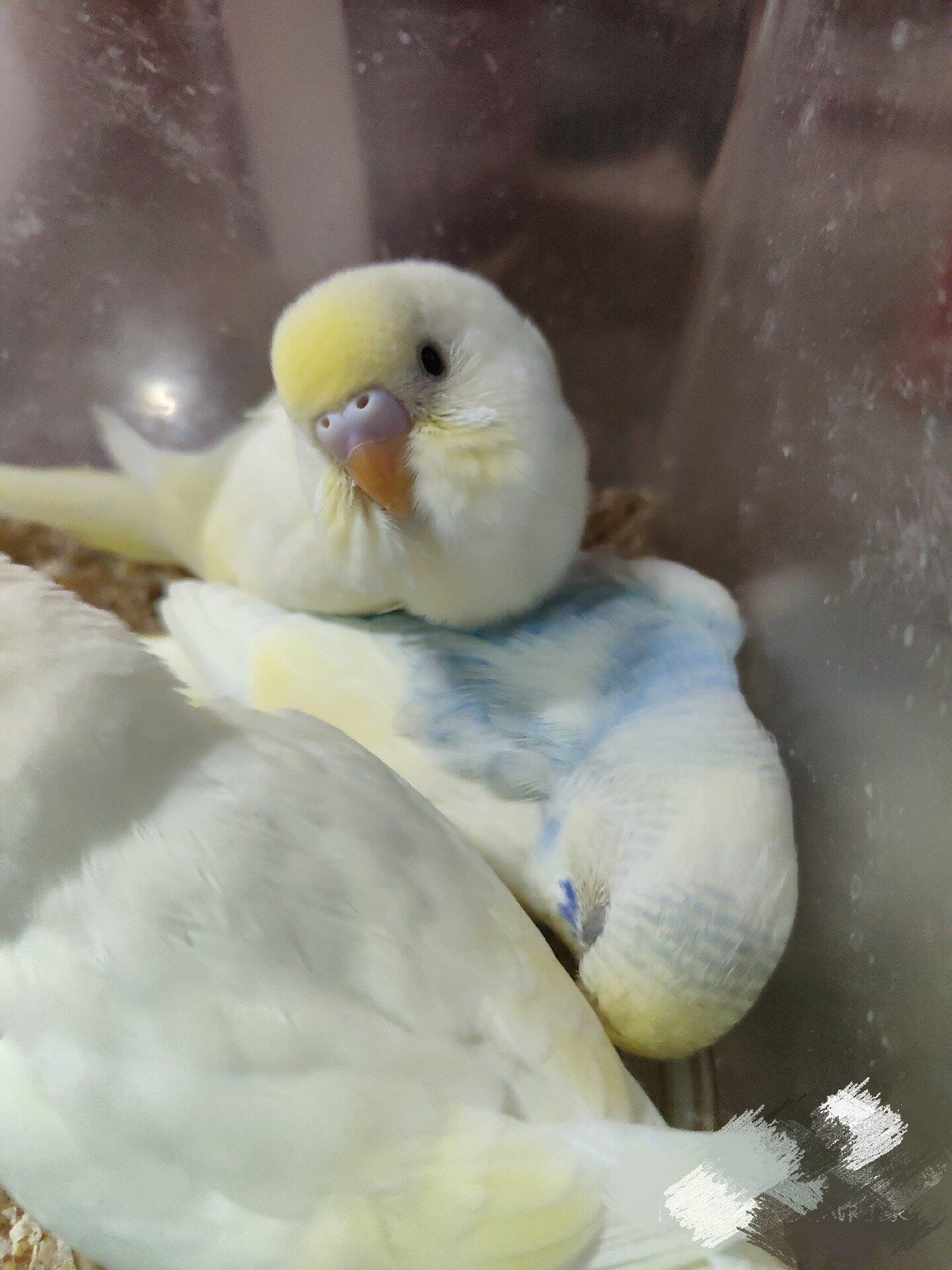 小萌鸡