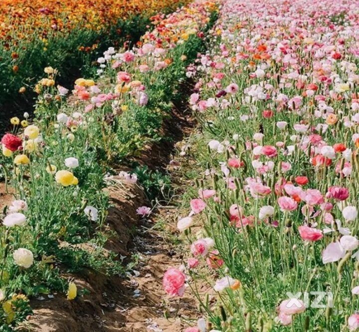花
