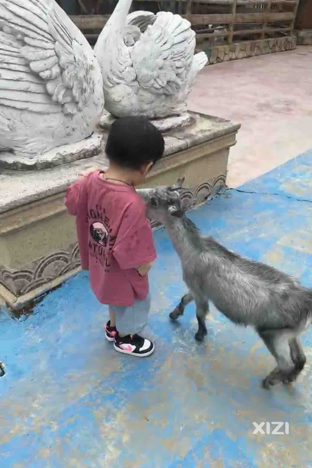最喜欢小动物的小可爱