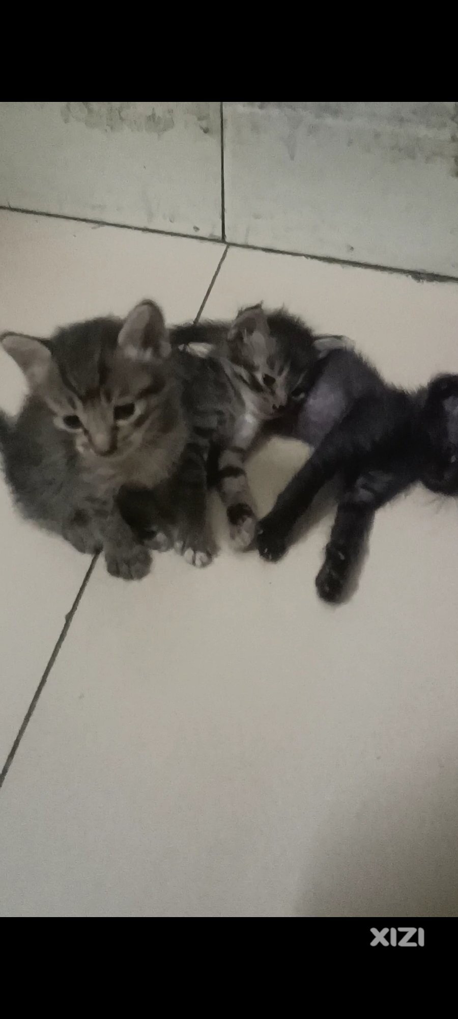 免费领养猫仔