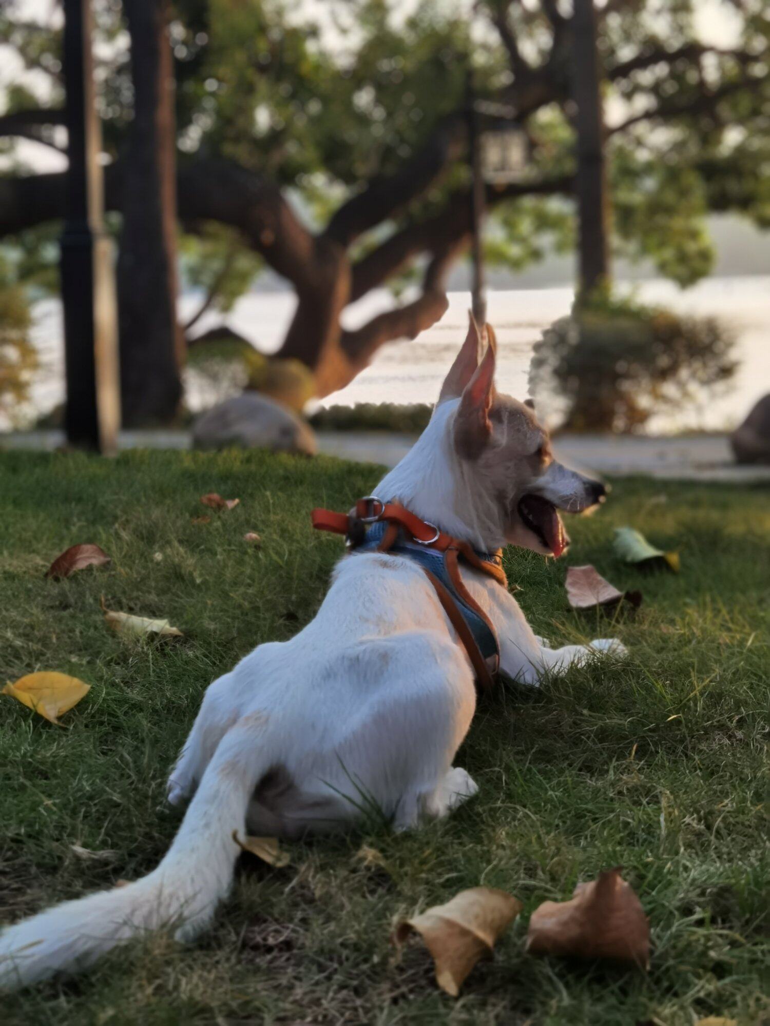 狗狗找领养