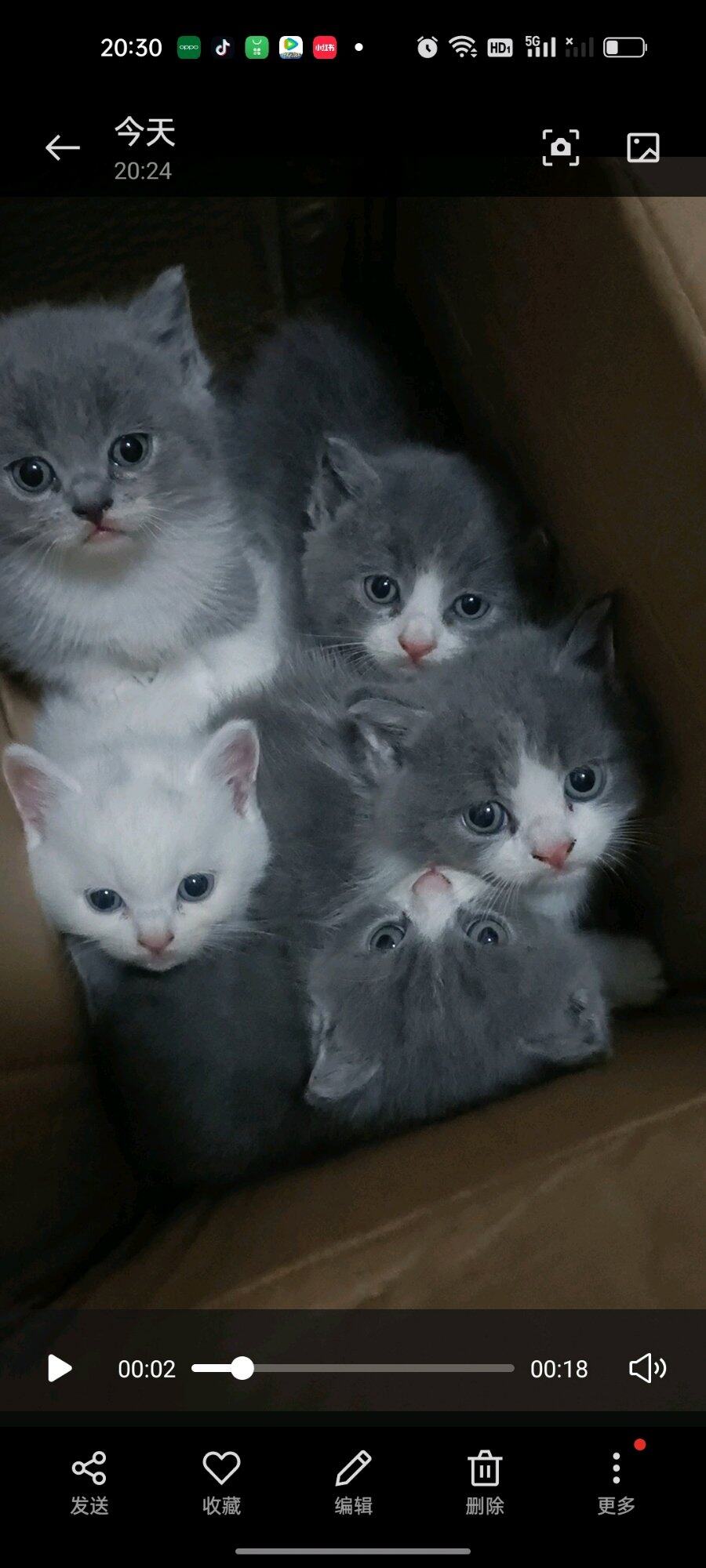 卖蓝白小奶猫，一个多月。