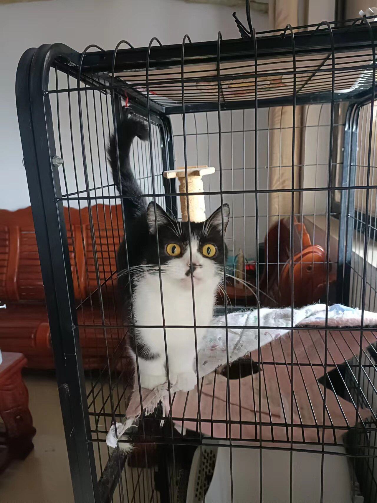 猫咪红包领养