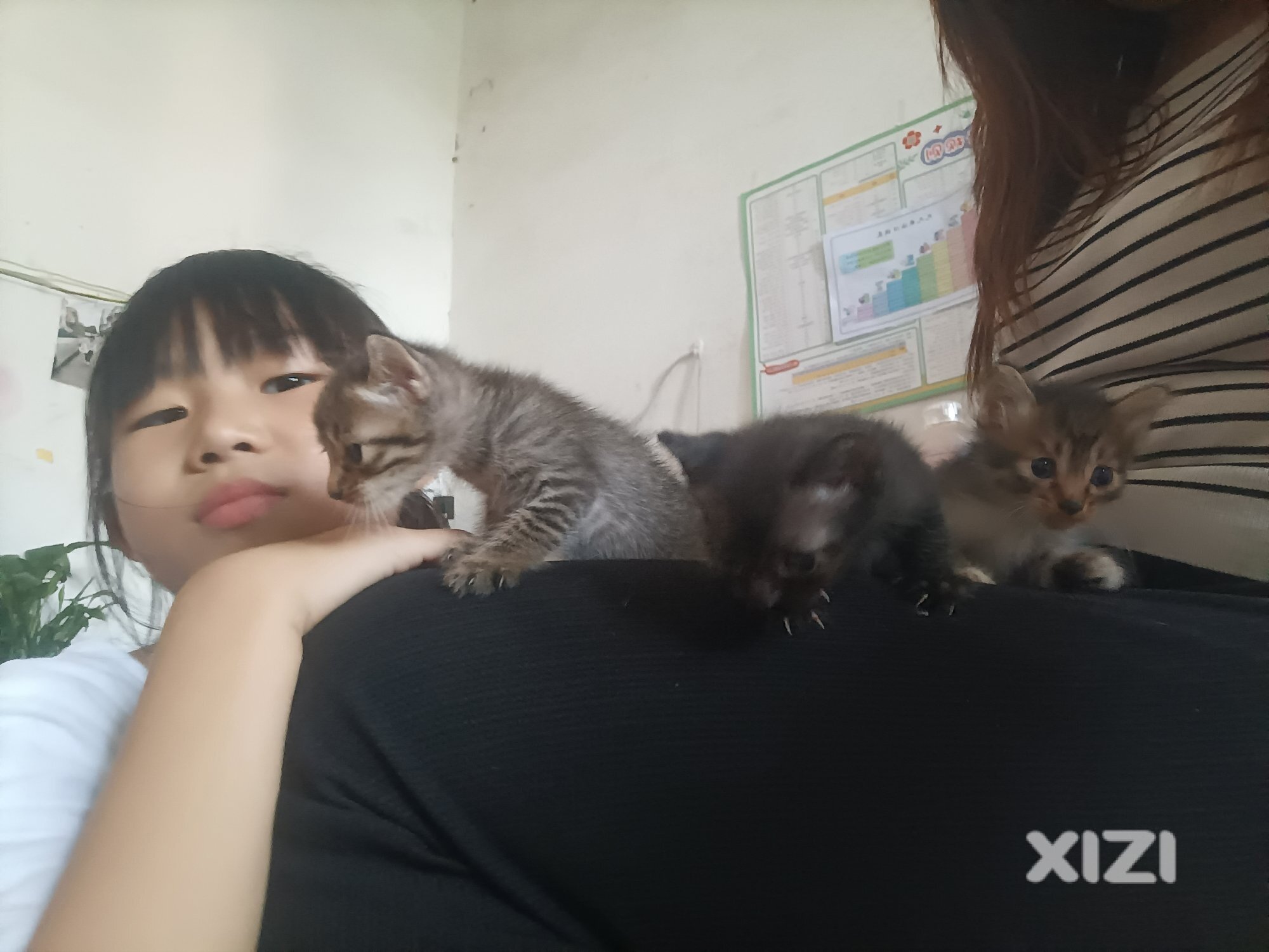 免费领养狸花猫