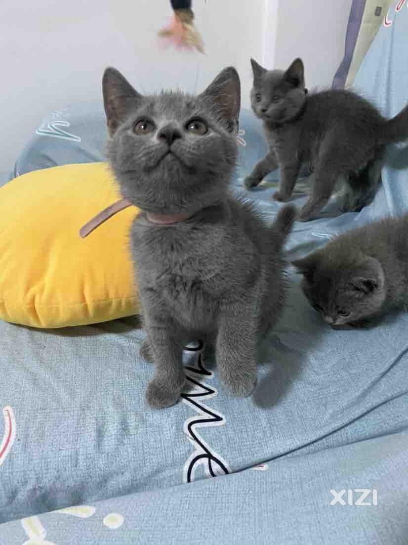 家里的小蓝猫两个多月大啦，有喜欢的吗？