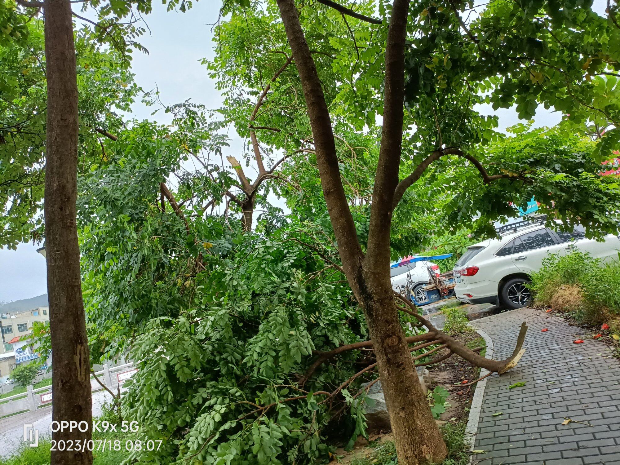 台风吹倒大树枝……难