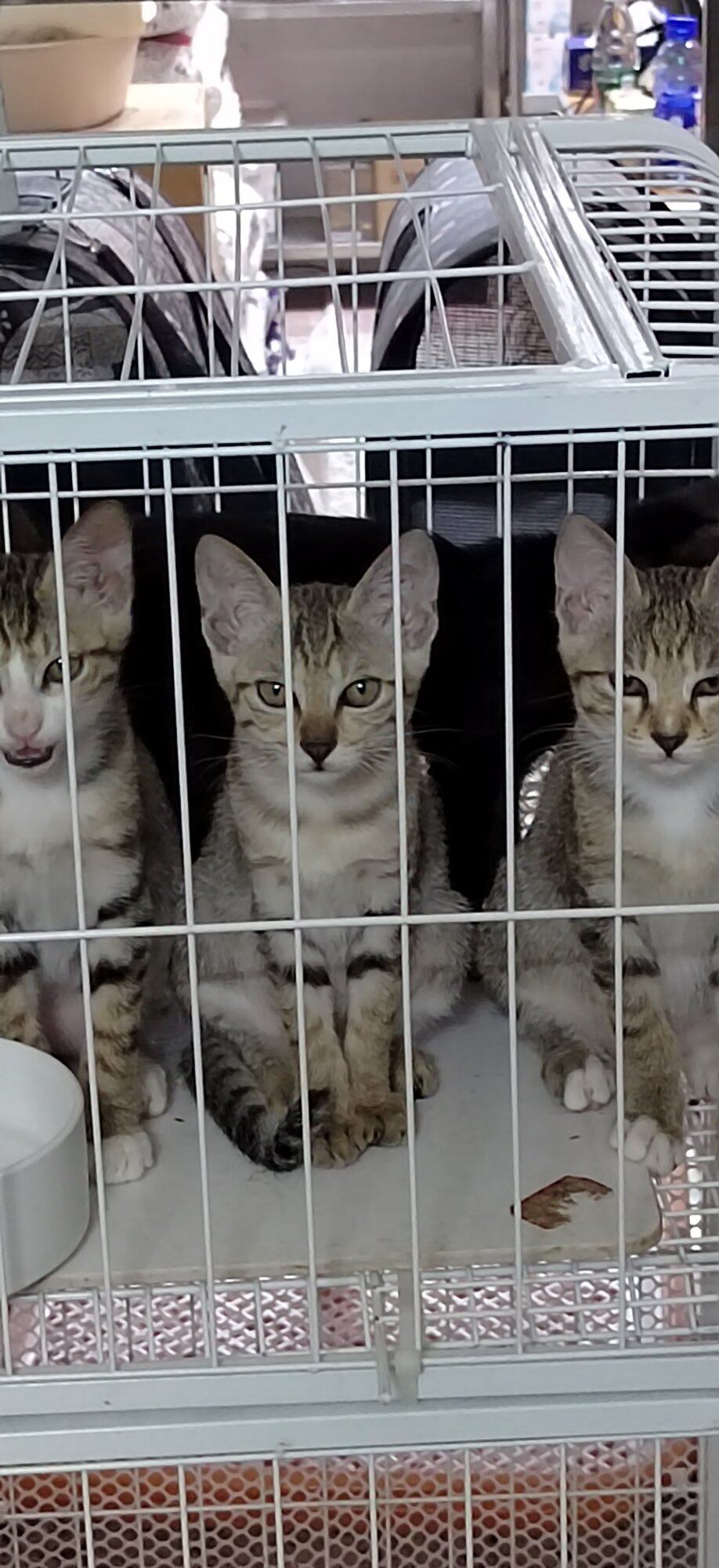 小狸花猫免费领养