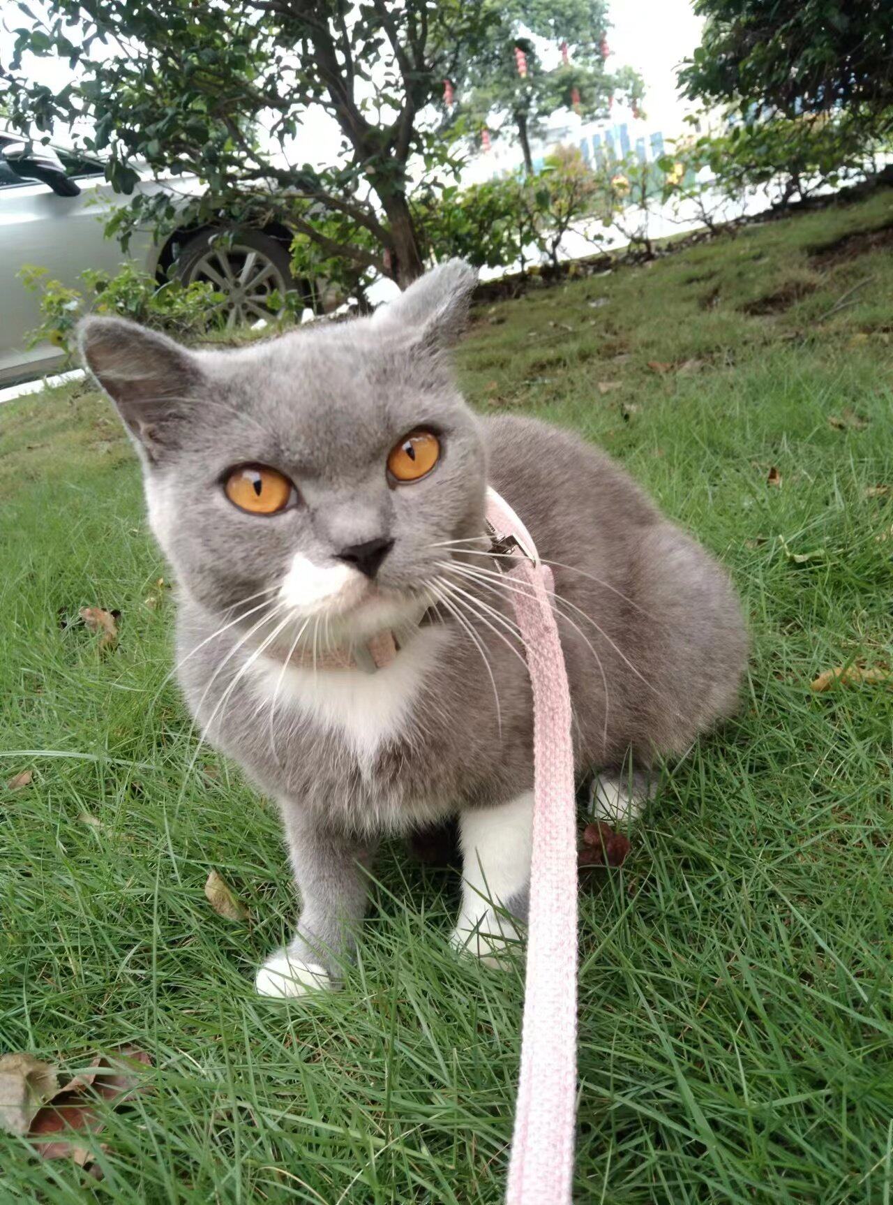小母猫快生了，期待开