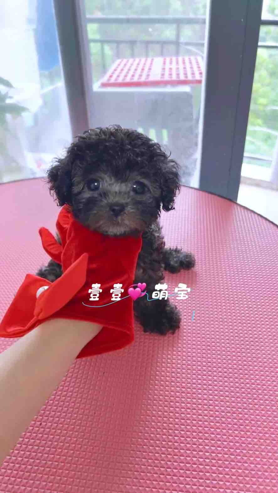 茶杯灰泰迪妹妹找新家啦