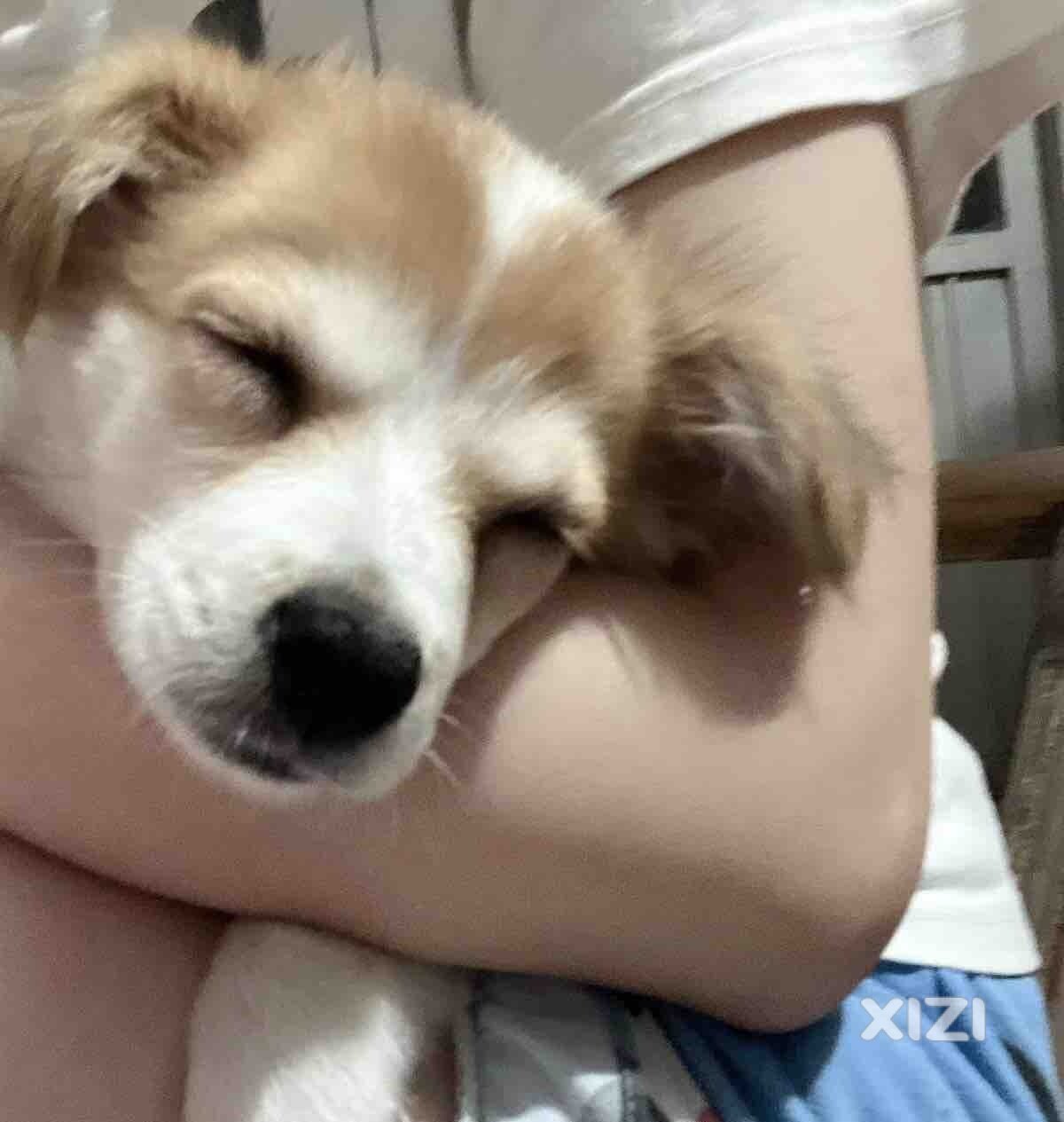 小狗狗寻找领养