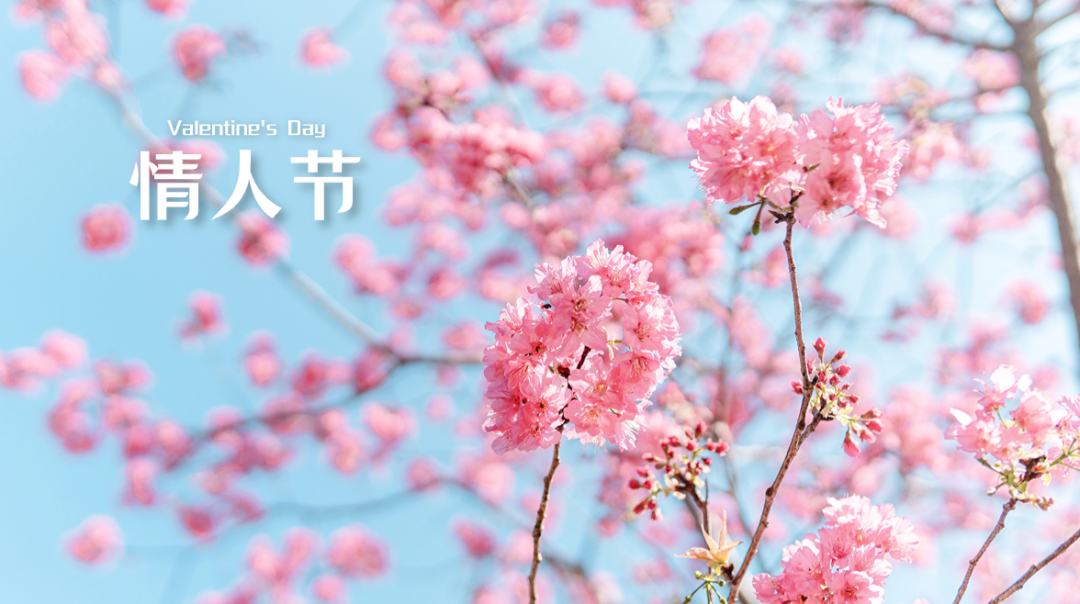 七夕情人节祝福话题科普文章标题.png